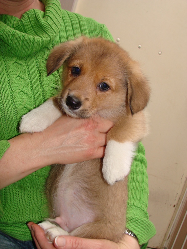 Puppies